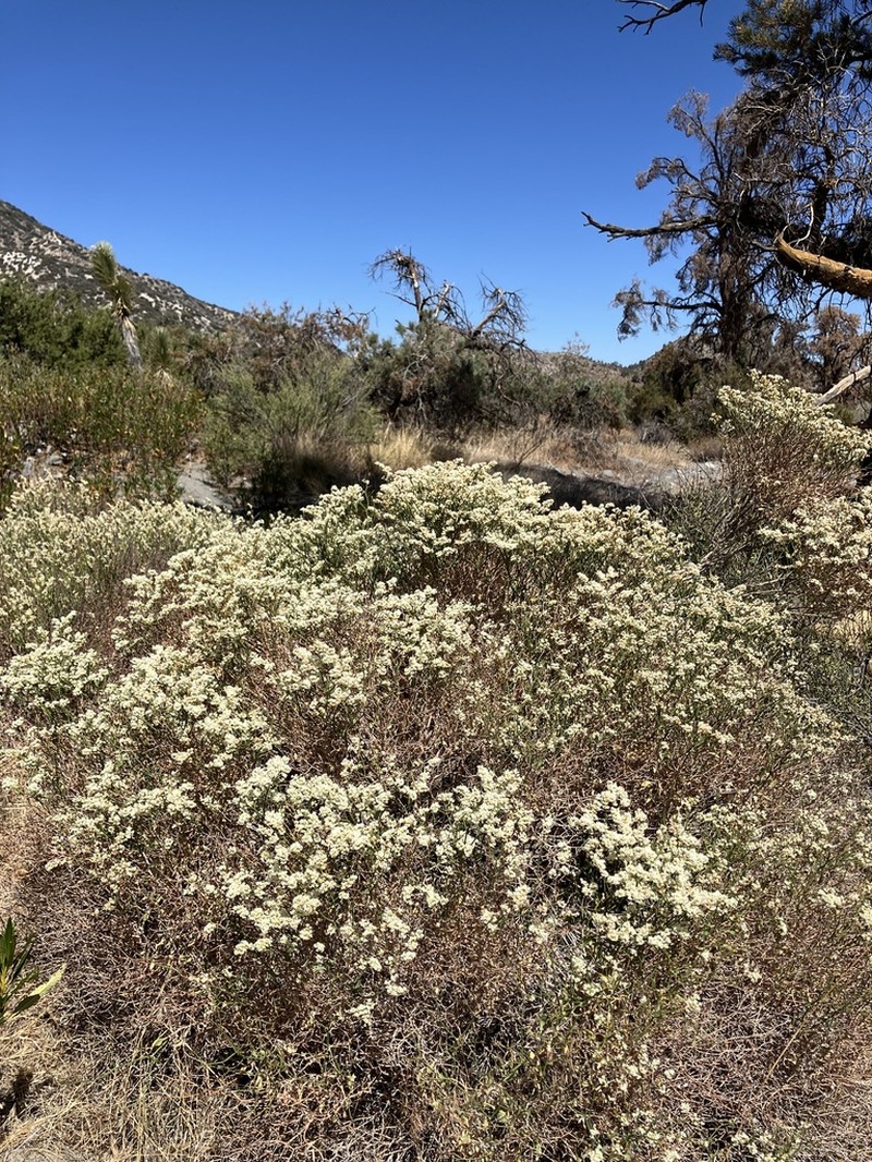 Heermann's Buckwheat photo 8