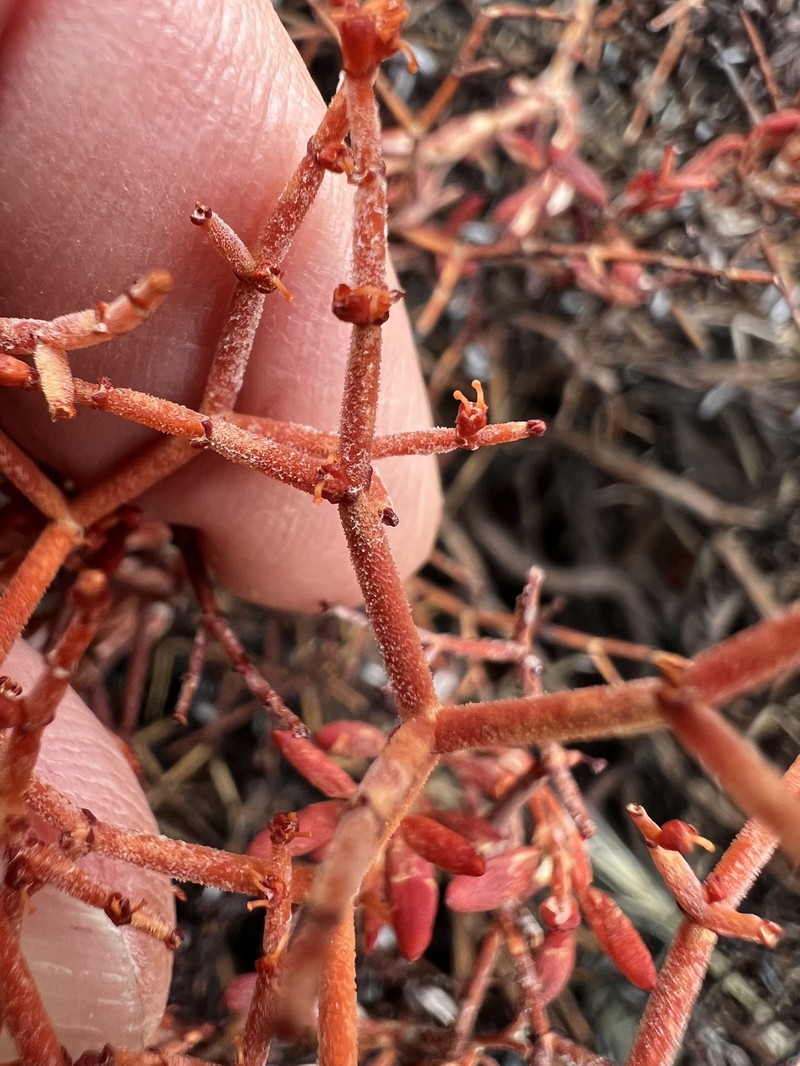 Eriogonum heermannii var. argense