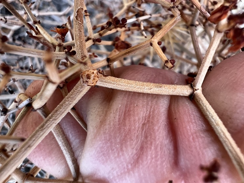 Eriogonum heermannii var. argense photo 2
