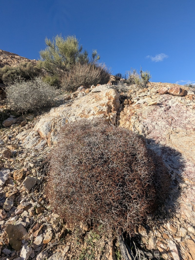 Eriogonum heermannii var. argense photo 3