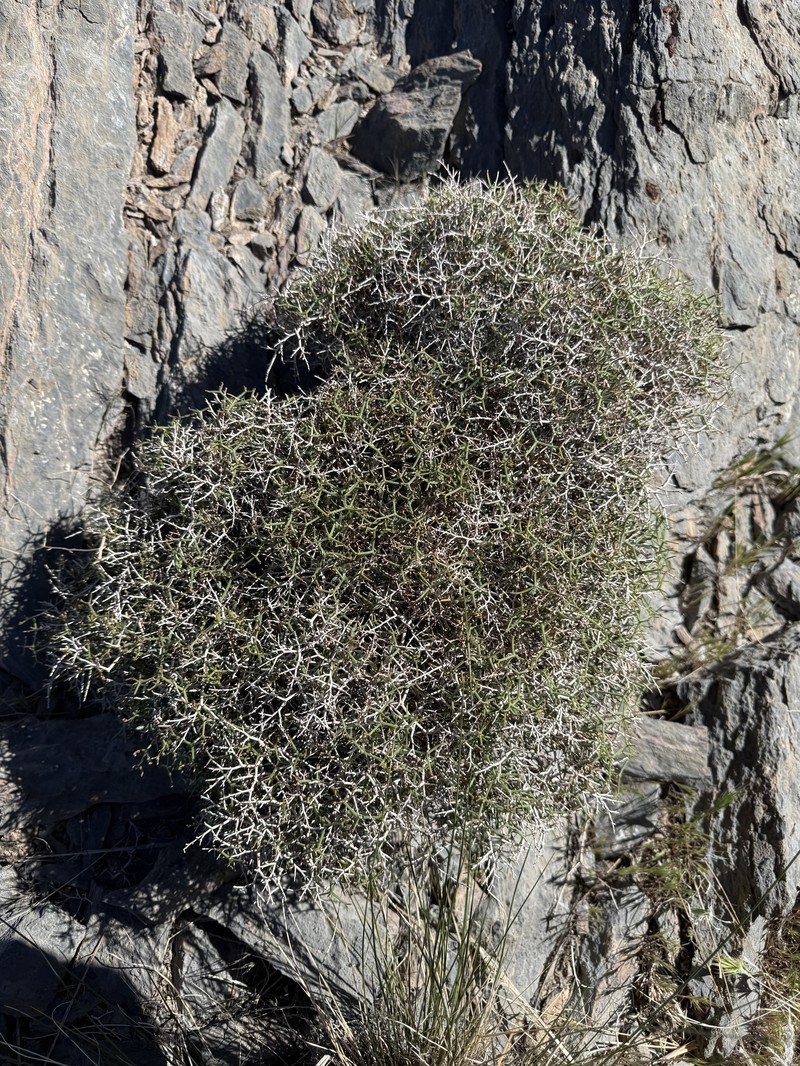 Eriogonum heermannii var. argense photo 5