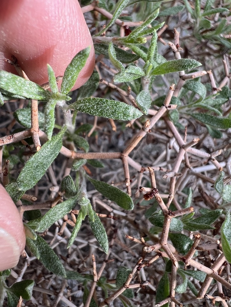 Eriogonum heermannii var. argense photo 6