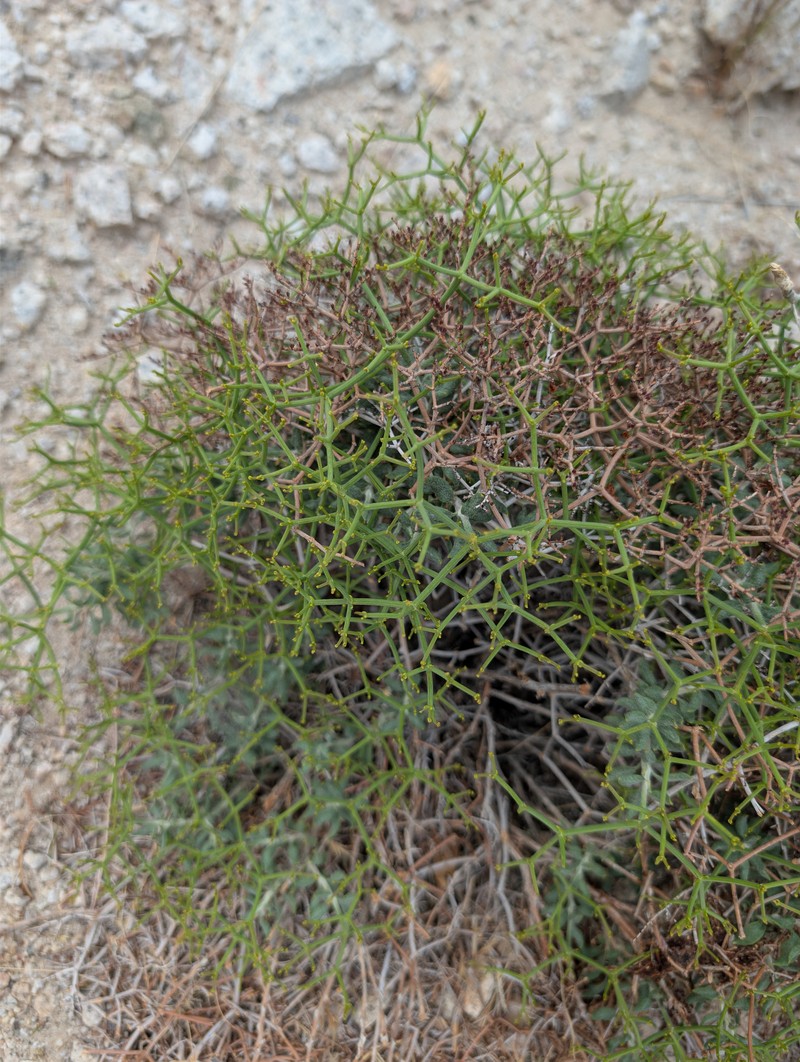 Eriogonum heermannii var. argense photo 7