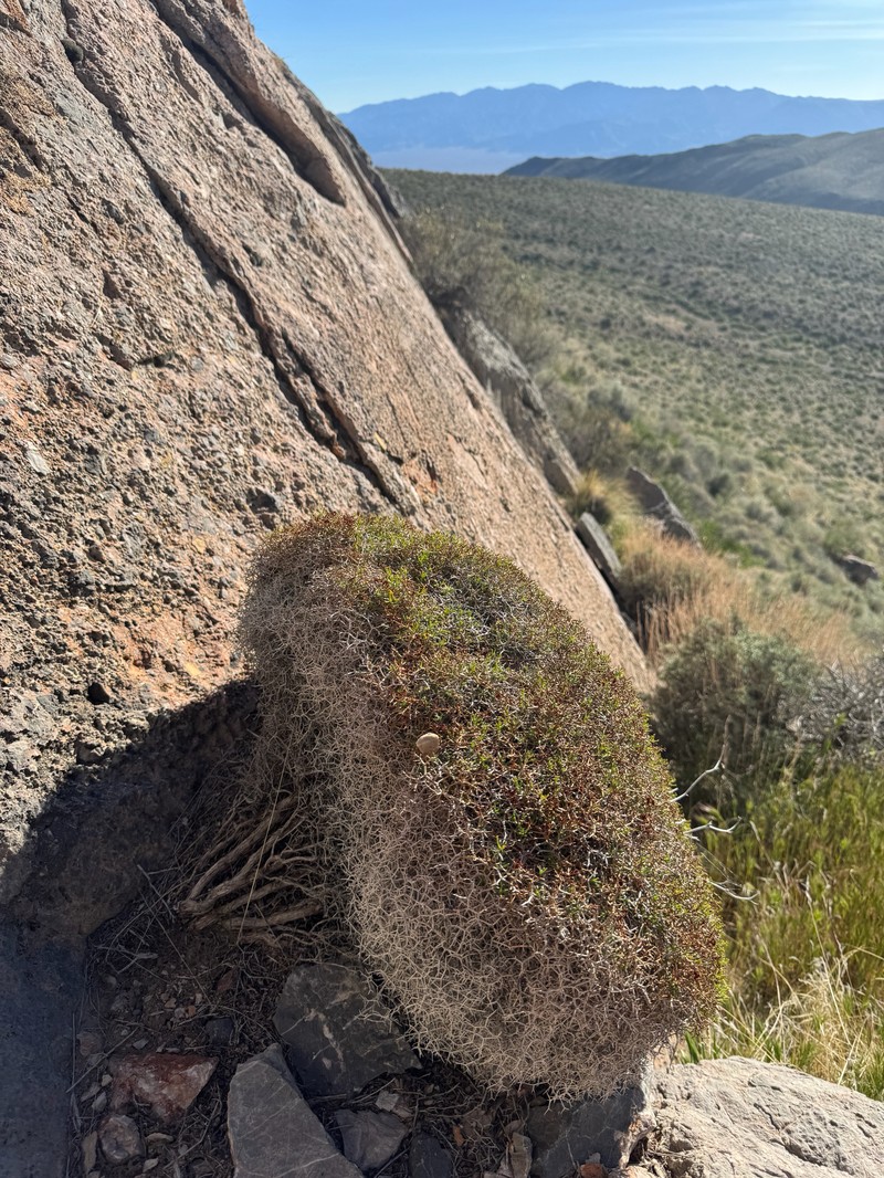 Eriogonum heermannii var. argense photo 8