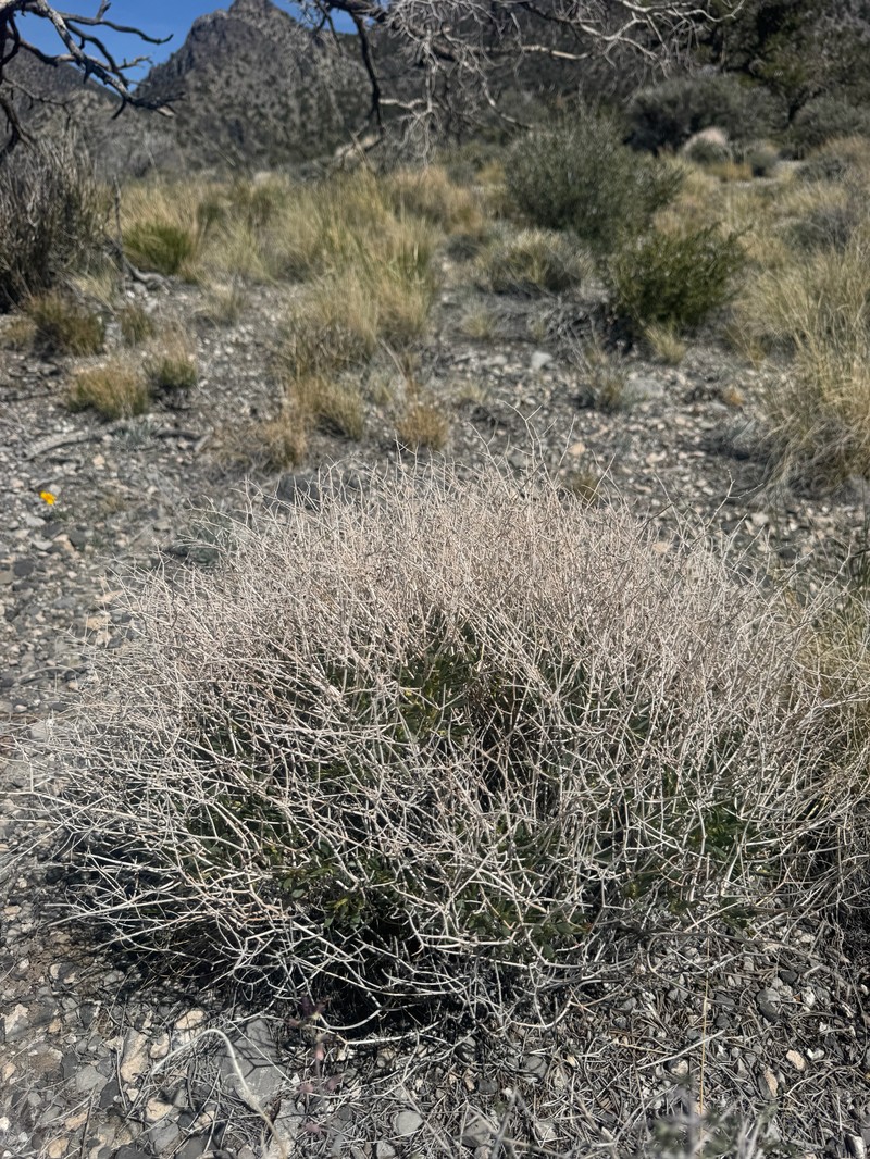 Eriogonum heermannii var. clokeyi