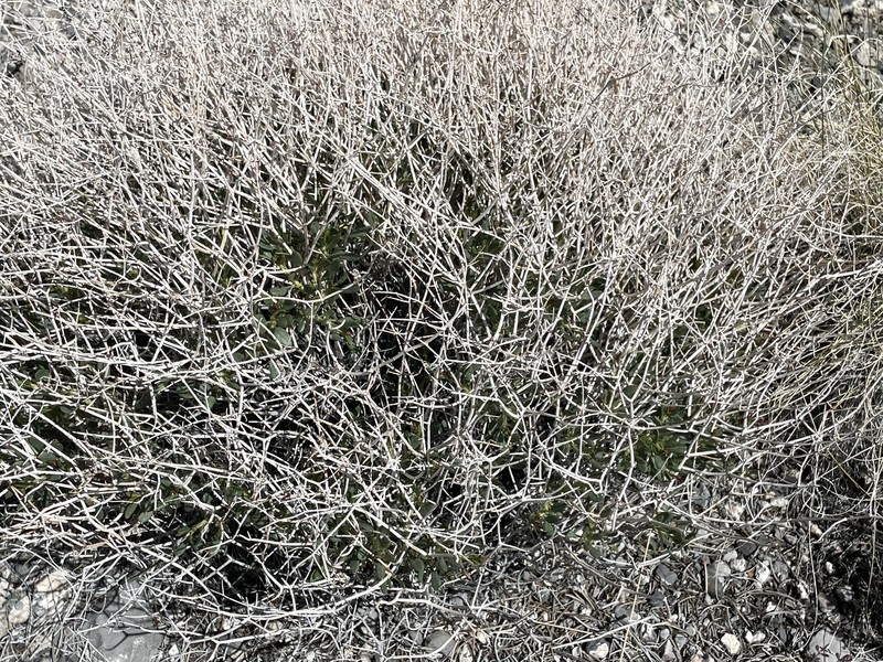 Eriogonum heermannii var. clokeyi photo 2