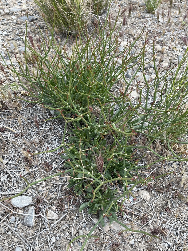 Eriogonum heermannii var. clokeyi photo 3
