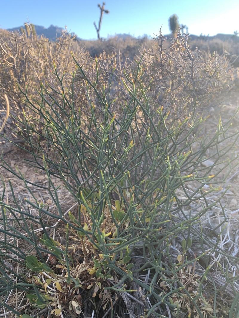 Eriogonum heermannii var. clokeyi photo 4