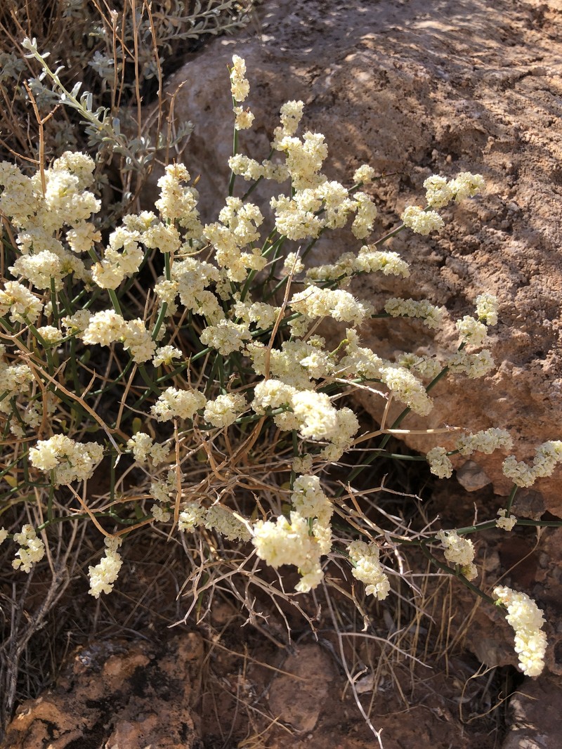 Eriogonum heermannii var. clokeyi photo 5