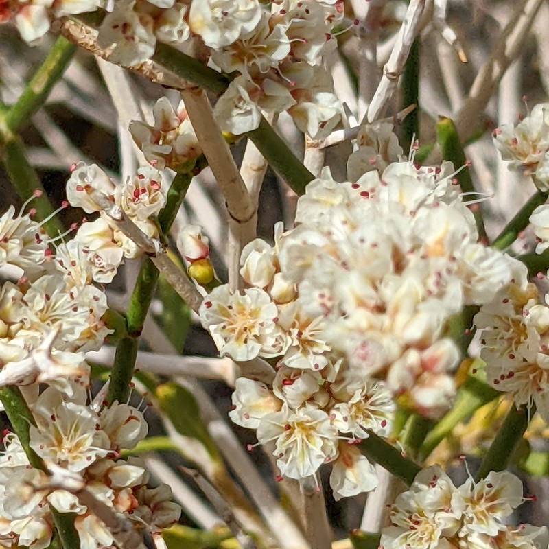 Eriogonum heermannii var. clokeyi photo 6