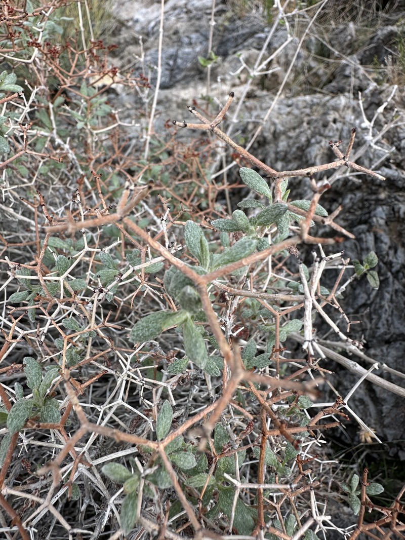 Eriogonum heermannii var. floccosum
