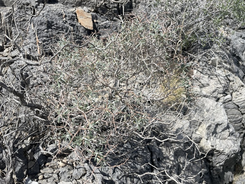 Eriogonum heermannii var. floccosum photo 2