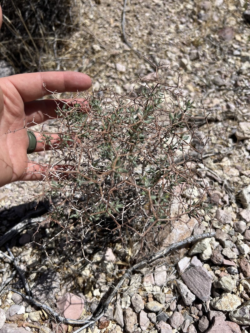 Eriogonum heermannii var. floccosum photo 3