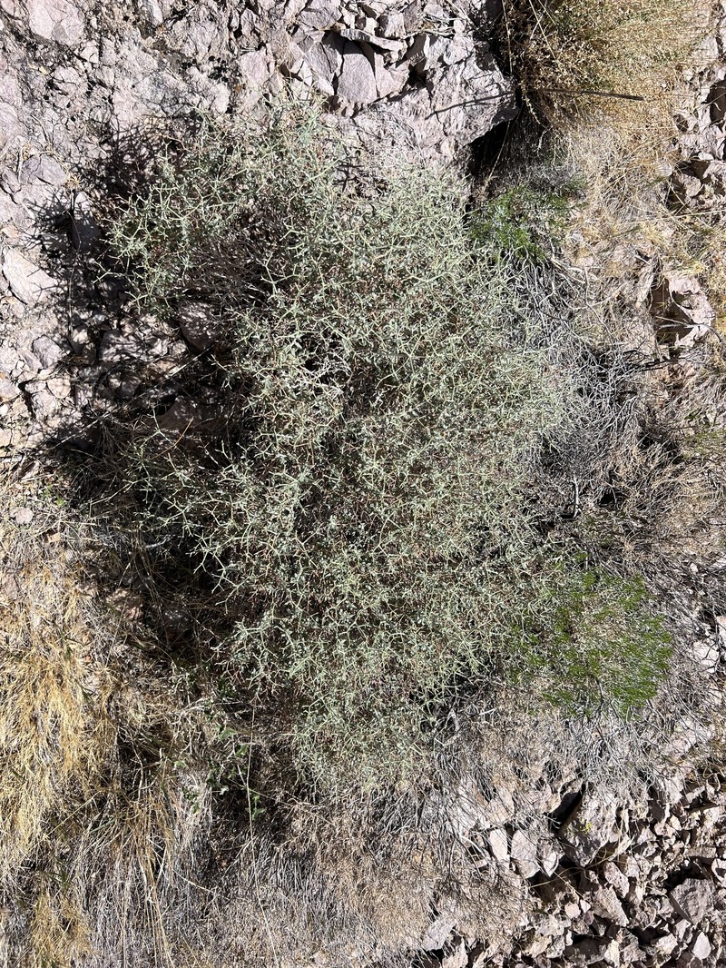 Eriogonum heermannii var. floccosum photo 4