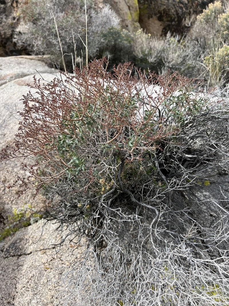 Eriogonum heermannii var. floccosum photo 5