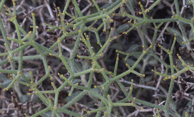 Eriogonum heermannii var. floccosum photo 6