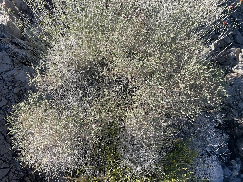 Eriogonum heermannii var. floccosum photo 7