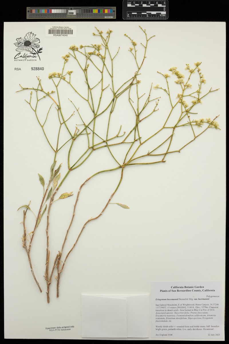 Eriogonum heermannii var. heermannii photo 3