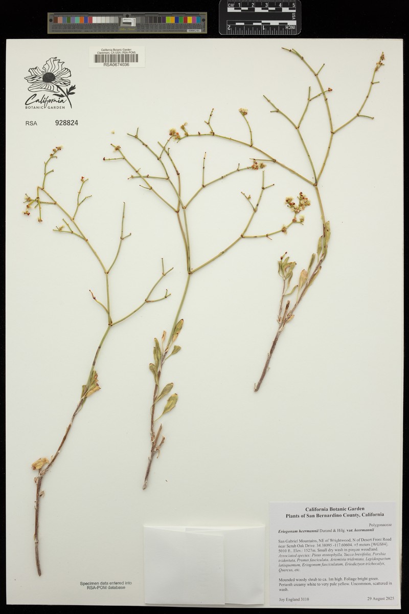 Eriogonum heermannii var. heermannii photo 4