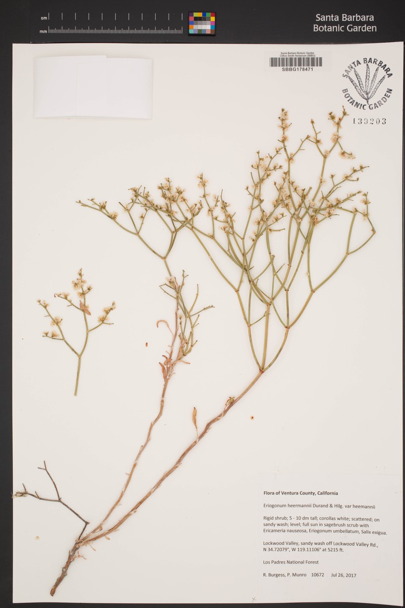 Eriogonum heermannii var. heermannii photo 5