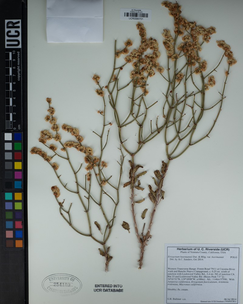 Eriogonum heermannii var. heermannii photo 6