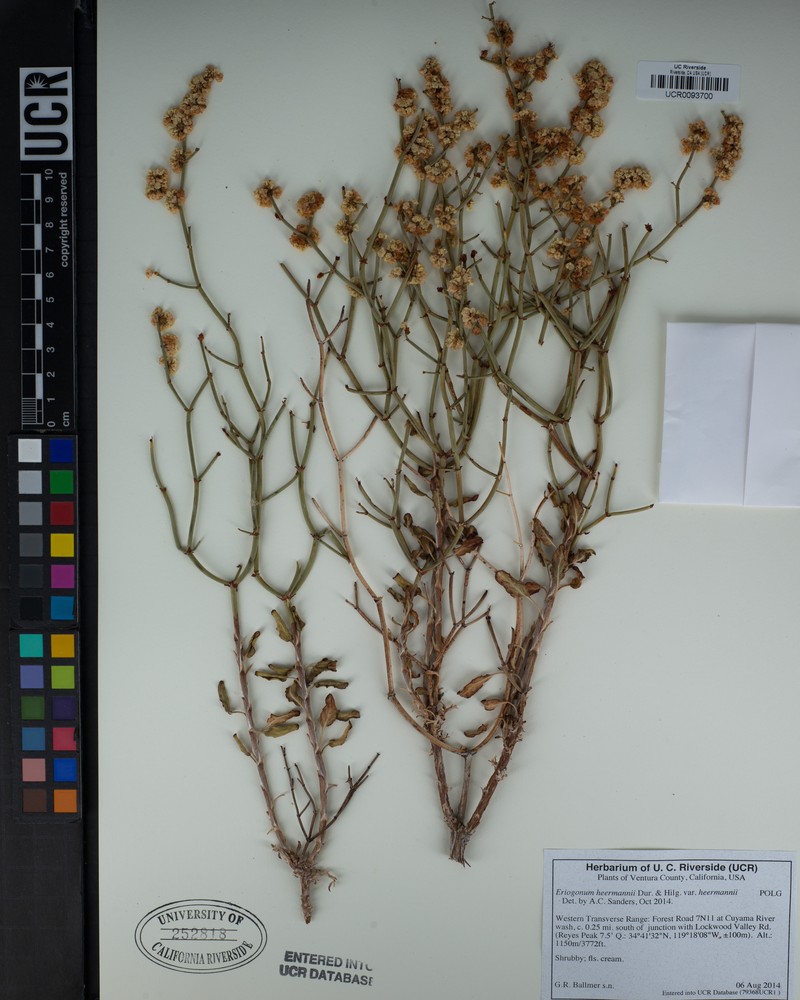 Eriogonum heermannii var. heermannii photo 7