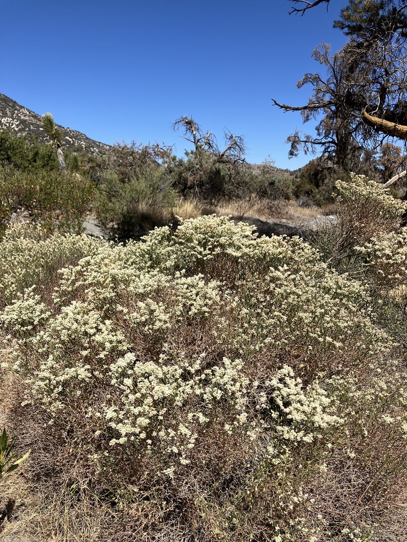 Eriogonum heermannii var. heermannii