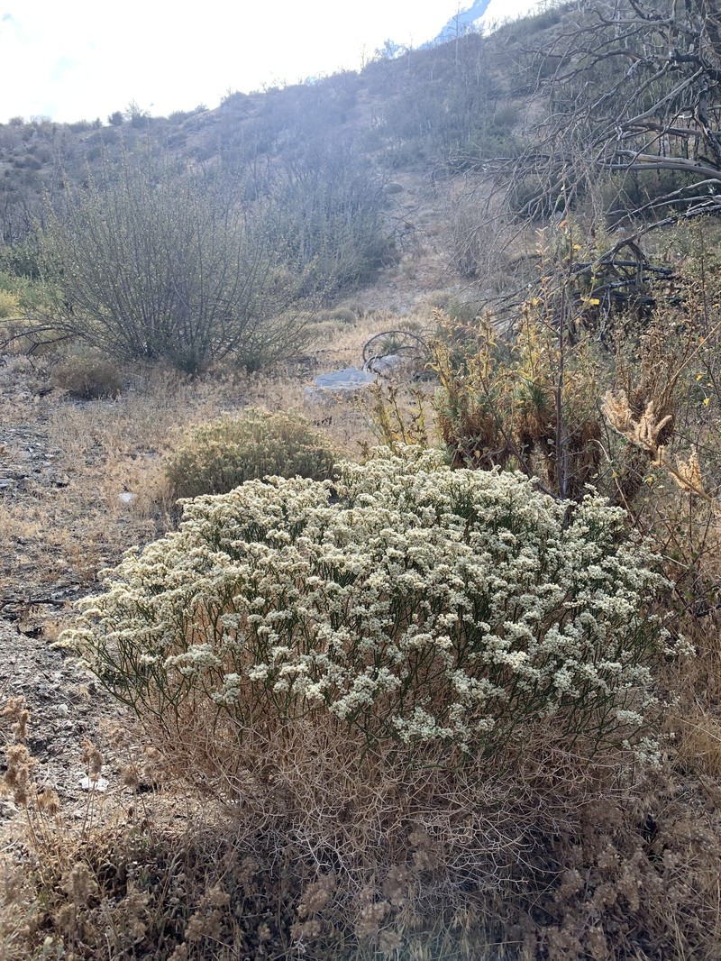 Eriogonum heermannii var. heermannii photo 2