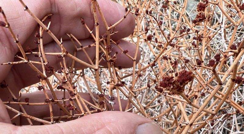 Eriogonum heermannii var. humilius
