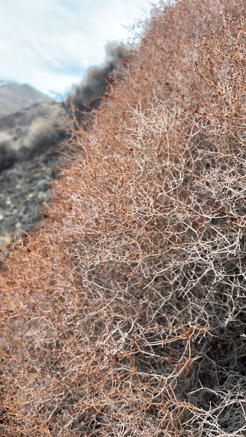Eriogonum heermannii var. humilius photo 2