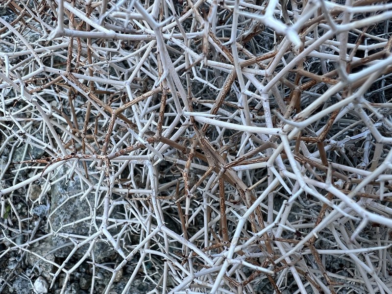 Eriogonum heermannii var. humilius photo 3