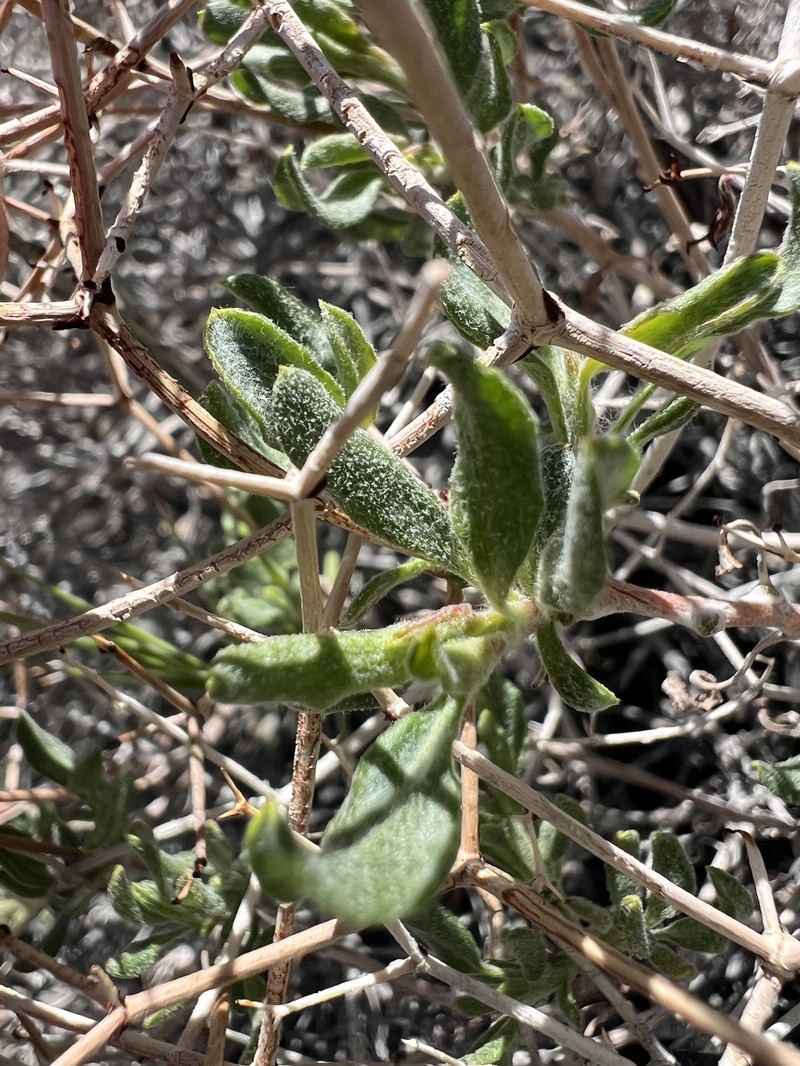 Eriogonum heermannii var. humilius photo 4