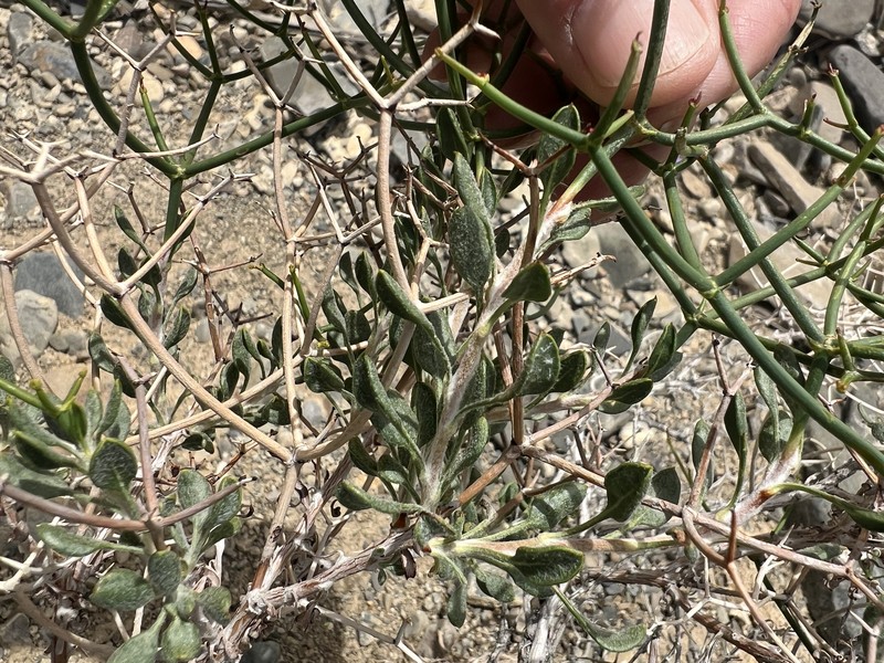 Eriogonum heermannii var. humilius photo 5