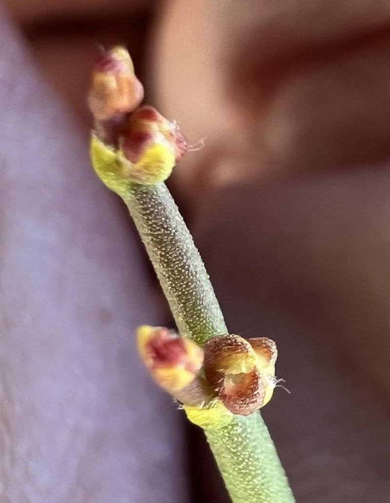 Eriogonum heermannii var. humilius photo 6