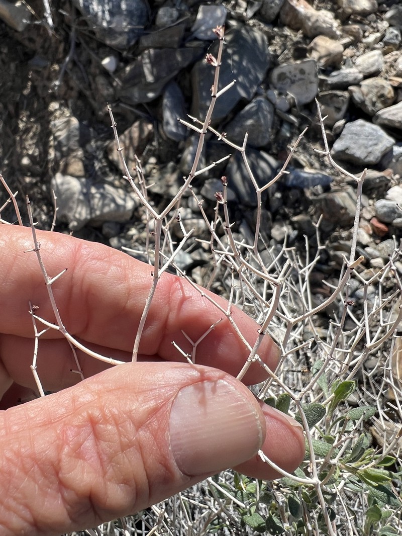 Eriogonum heermannii var. humilius photo 7