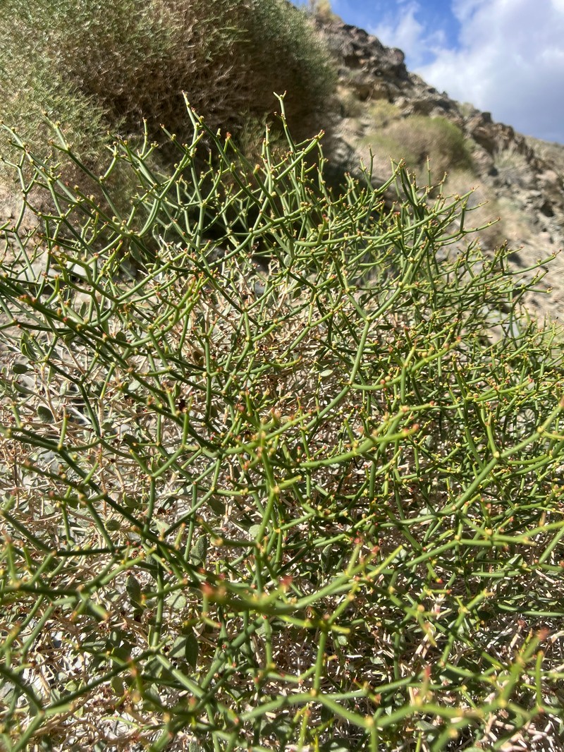 Eriogonum heermannii var. humilius photo 8