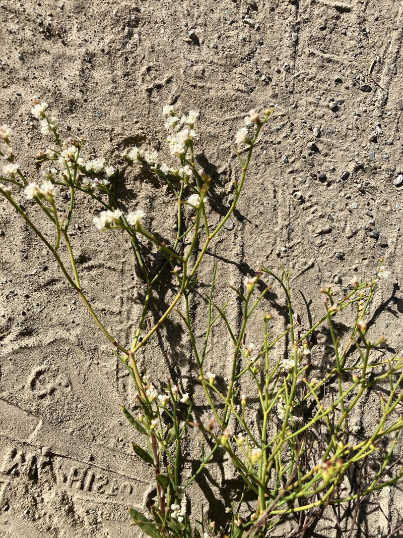 Eriogonum heermannii var. occidentale