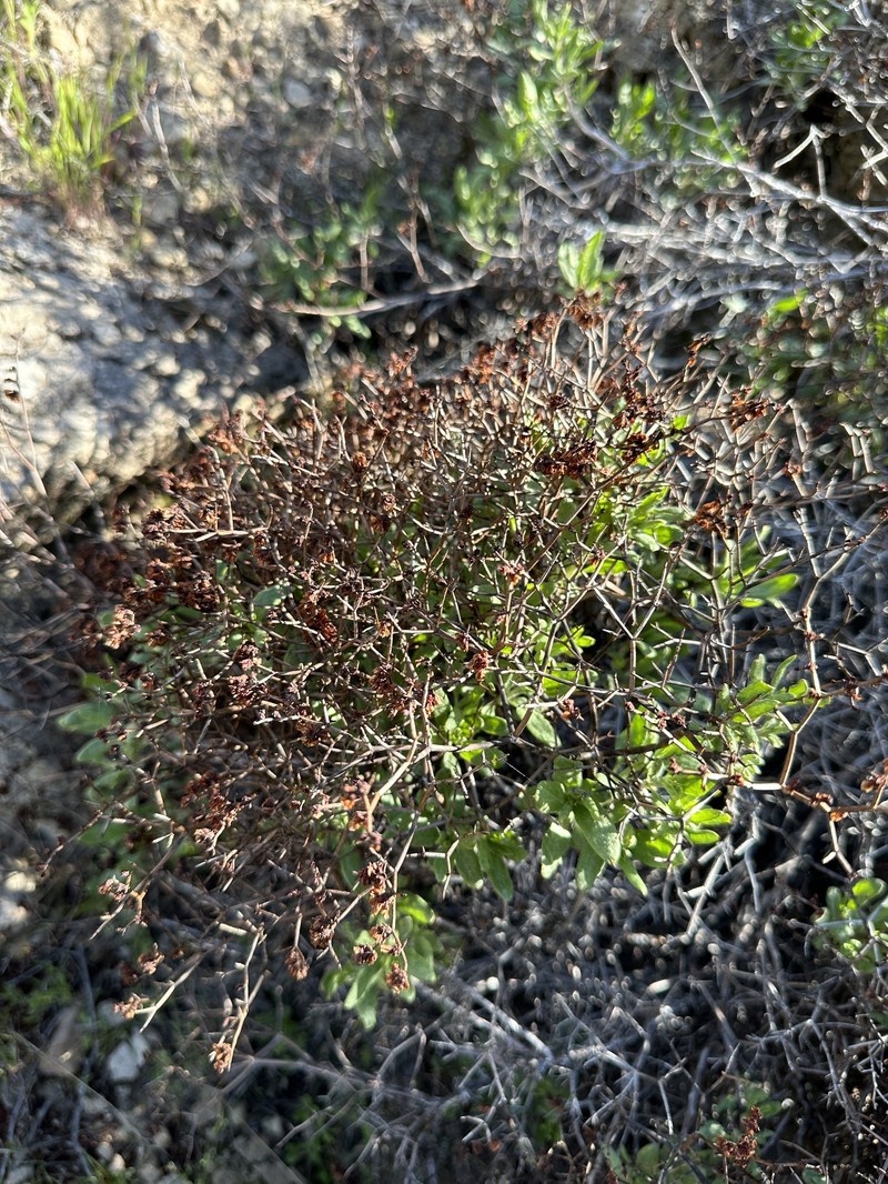 Eriogonum heermannii var. occidentale photo 2