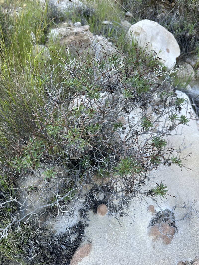 Eriogonum heermannii var. occidentale photo 3