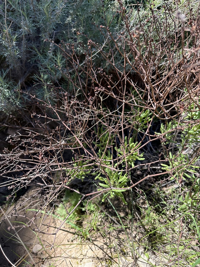 Eriogonum heermannii var. occidentale photo 4