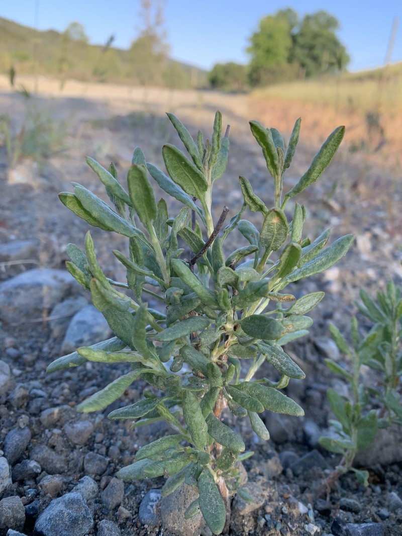Eriogonum heermannii var. occidentale photo 5