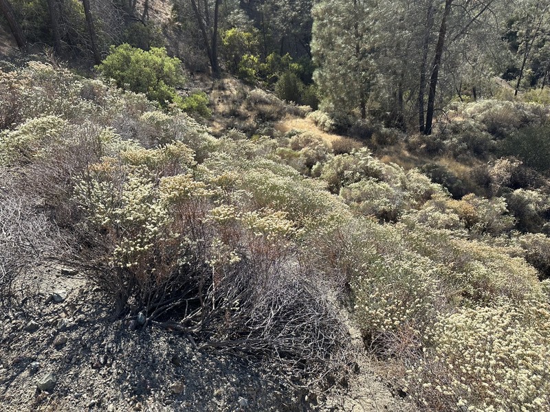 Eriogonum heermannii var. occidentale photo 6