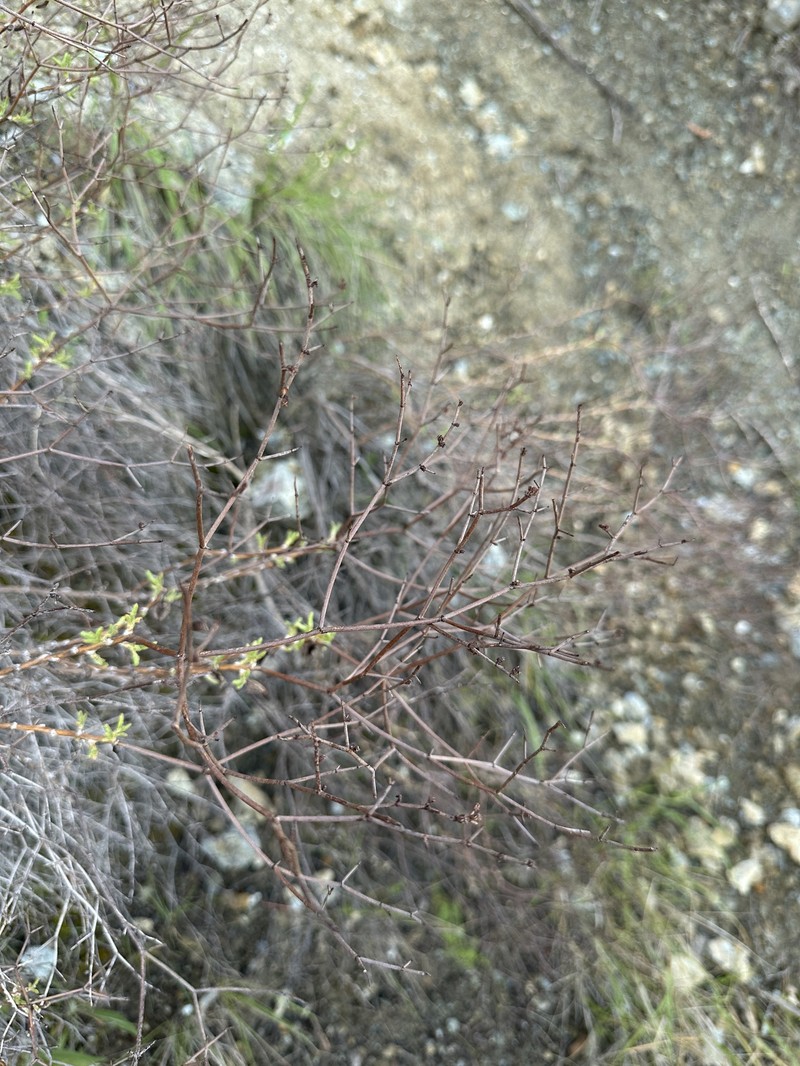 Eriogonum heermannii var. occidentale photo 7