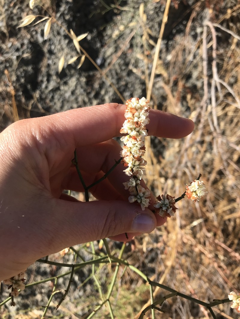 Eriogonum heermannii var. occidentale photo 8
