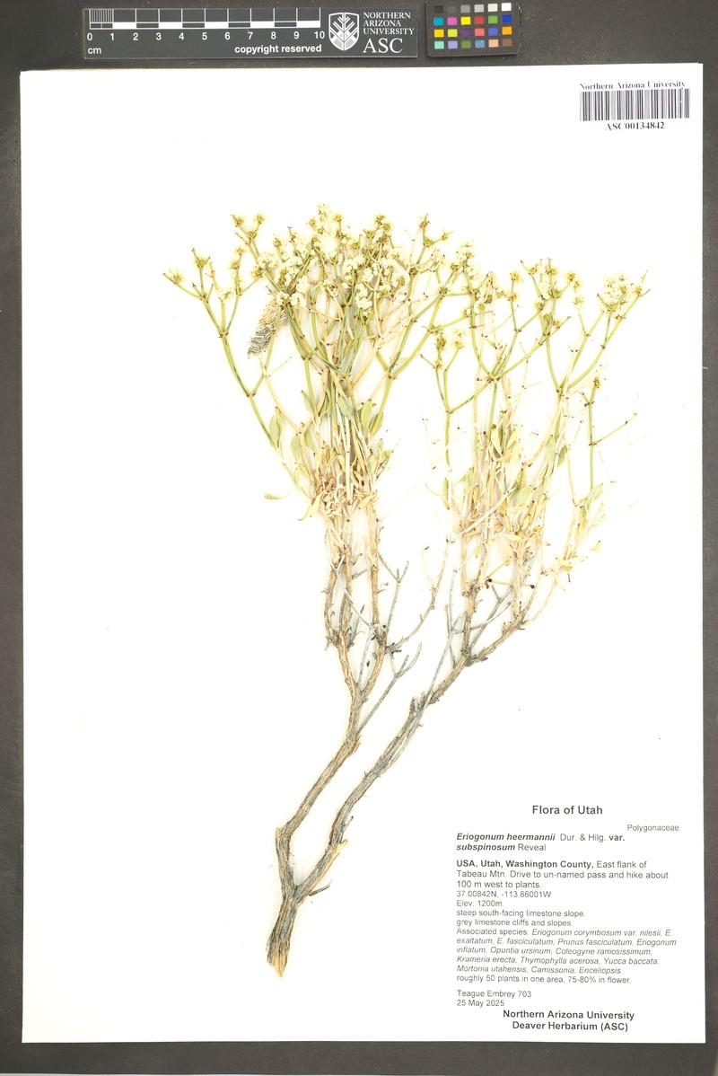 Eriogonum heermannii var. subspinosum photo 2