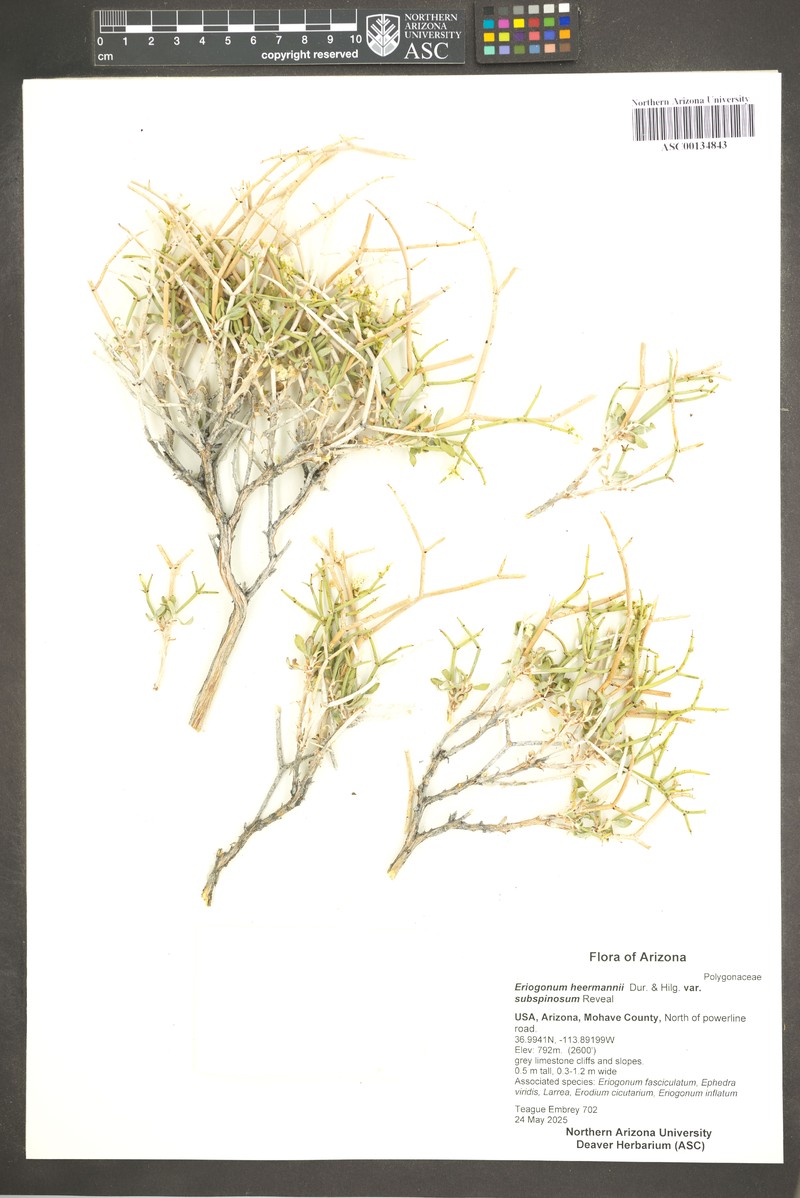 Eriogonum heermannii var. subspinosum photo 3