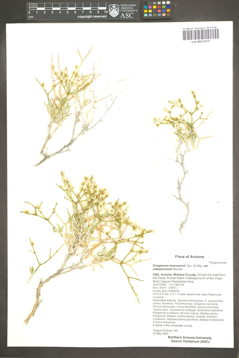 Eriogonum heermannii var. subspinosum photo 4