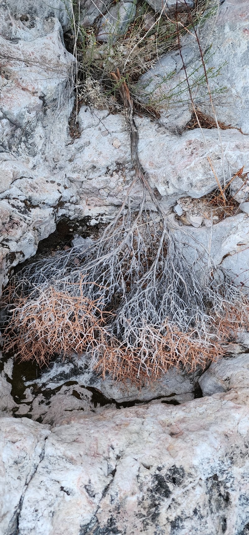 Eriogonum heermannii var. subspinosum