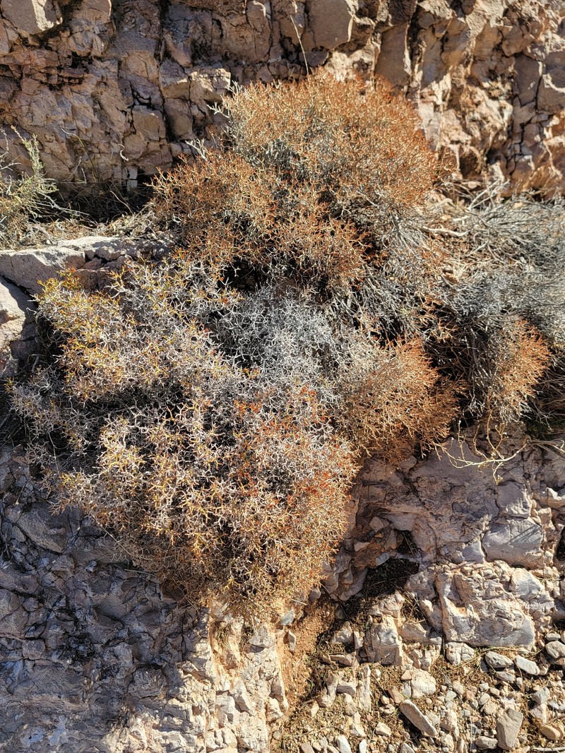 Eriogonum heermannii var. sulcatum