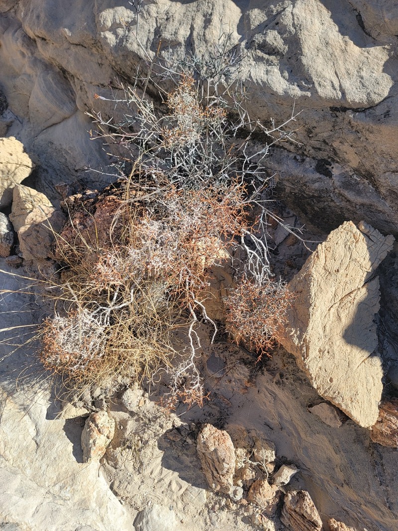 Eriogonum heermannii var. sulcatum photo 2